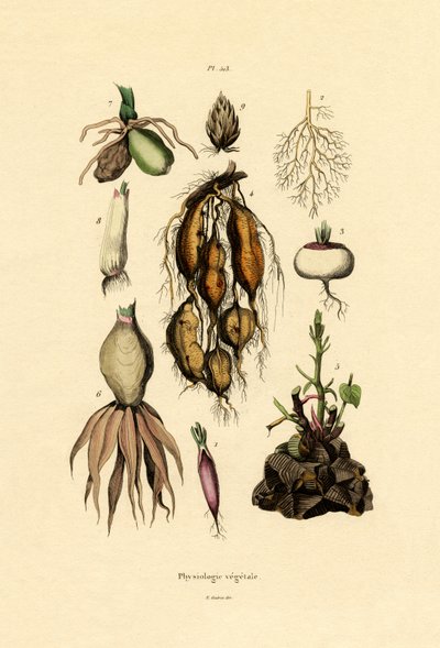 Plants by French School